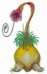 Triffid by Bryan Poole